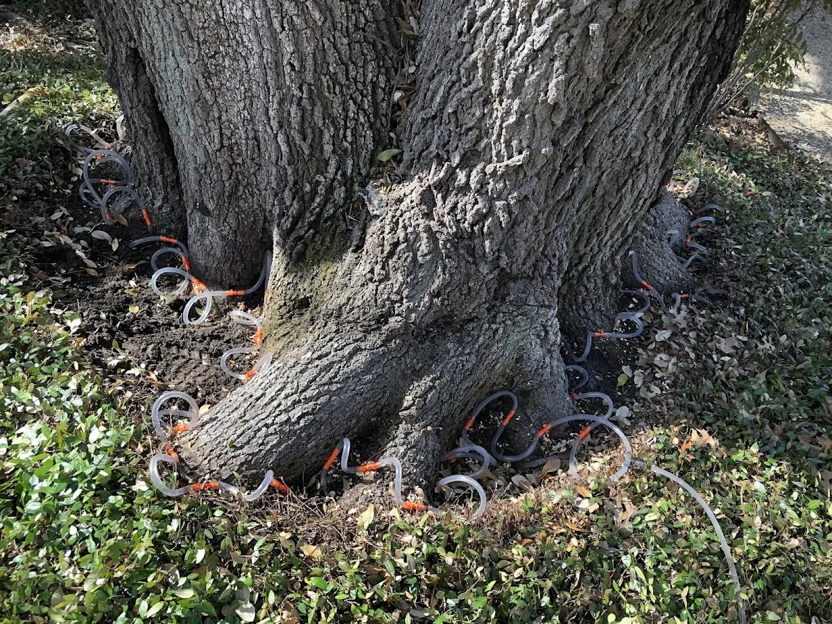 Detailed Tree Cabling and Bracing job site in Leeton