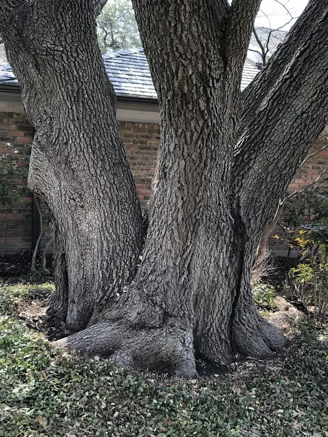 Mature heritage tree close to a Leeton property cared for by certified arborists